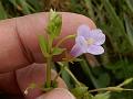 Pimpernel Bog-Herb